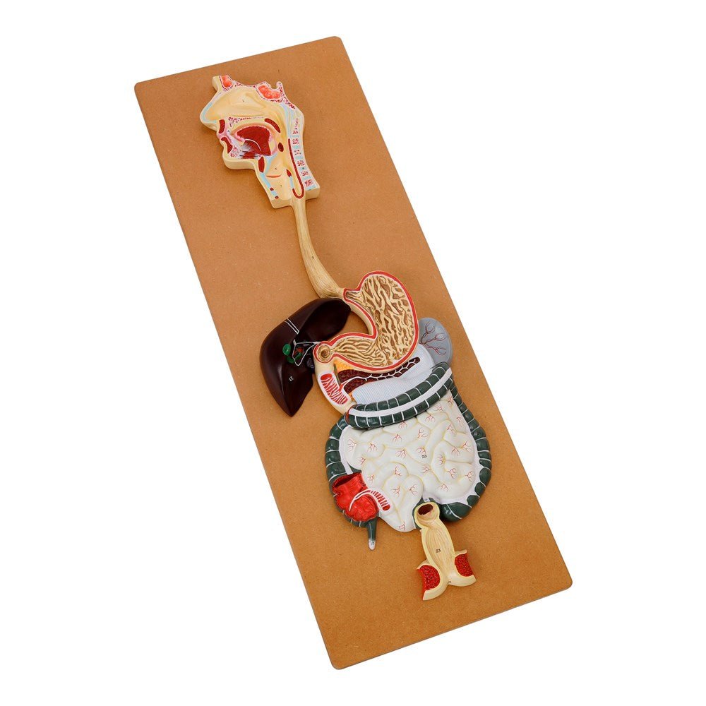 The Digestive System Model - ABC School Supplies