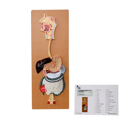 The Digestive System Model - ABC School Supplies