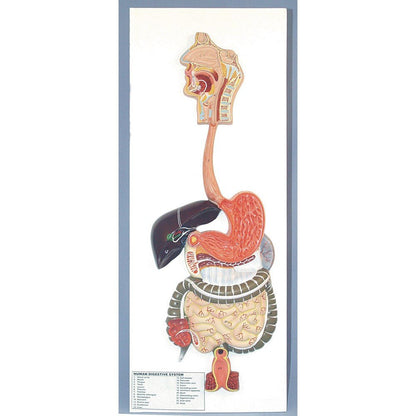 The Digestive System Model - ABC School Supplies