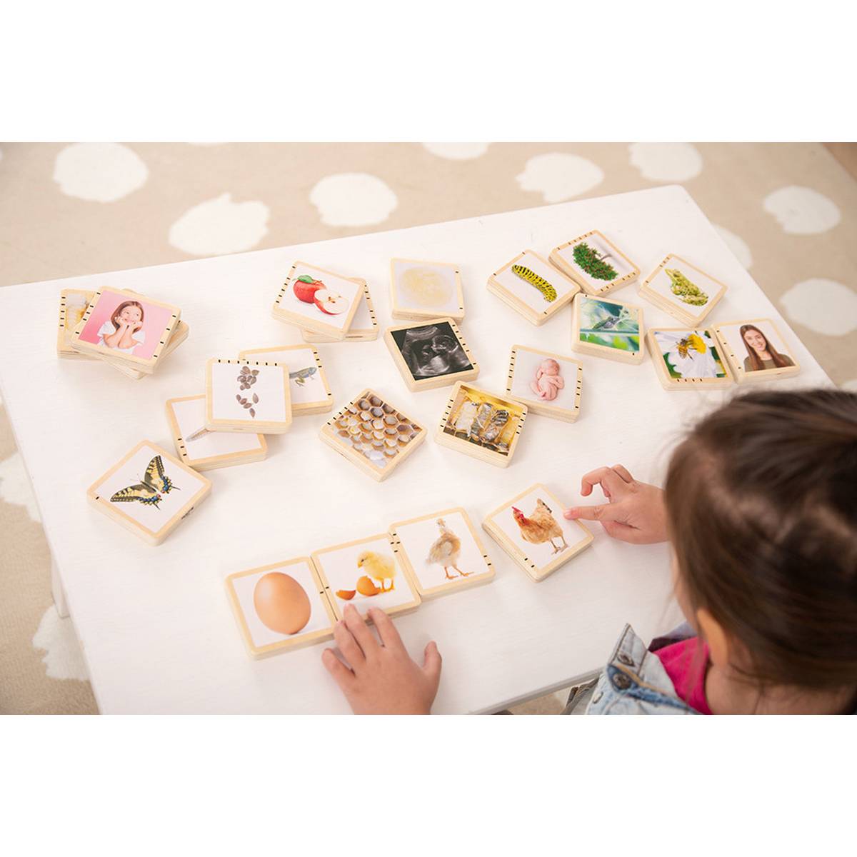 Wooden Lifecycle Tiles - ABC School Supplies