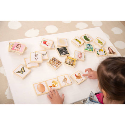 Wooden Lifecycle Tiles - ABC School Supplies